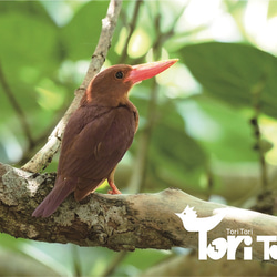 ToriTori大阪堺製注染手ぬぐい　カミセミと仲間たち　ピンク　サイズ約90×35ｃｍ　綿100％　大阪堺製 5枚目の画像