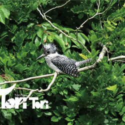 ToriTori大阪堺製注染手ぬぐい　カミセミと仲間たち　ピンク　サイズ約90×35ｃｍ　綿100％　大阪堺製 4枚目の画像