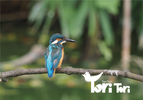 ToriTori大阪堺製注染手ぬぐい　カミセミと仲間たち　ピンク　サイズ約90×35ｃｍ　綿100％　大阪堺製 3枚目の画像