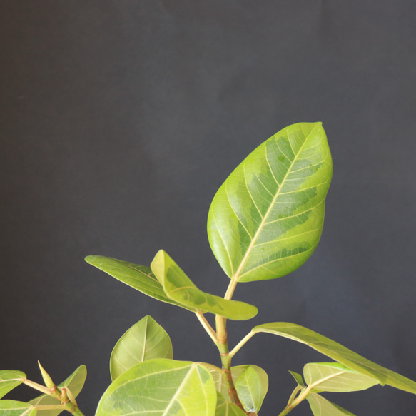送料無料｜フィカス・アルテシマ｜ゴムの木｜観葉植物｜インテリアプランツ｜インドアプランツ 5枚目の画像