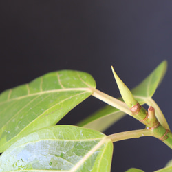 送料無料｜フィカス・アルテシマ｜ゴムの木｜観葉植物｜インテリアプランツ｜インドアプランツ 9枚目の画像