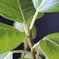 送料無料｜フィカス・アルテシマ｜ゴムの木｜観葉植物｜インテリアプランツ｜インドアプランツ 10枚目の画像