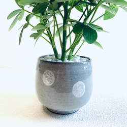 ハイドロカルチャー　カポック　小石原焼　水玉　ドット　陶器　観葉植物　 8枚目の画像