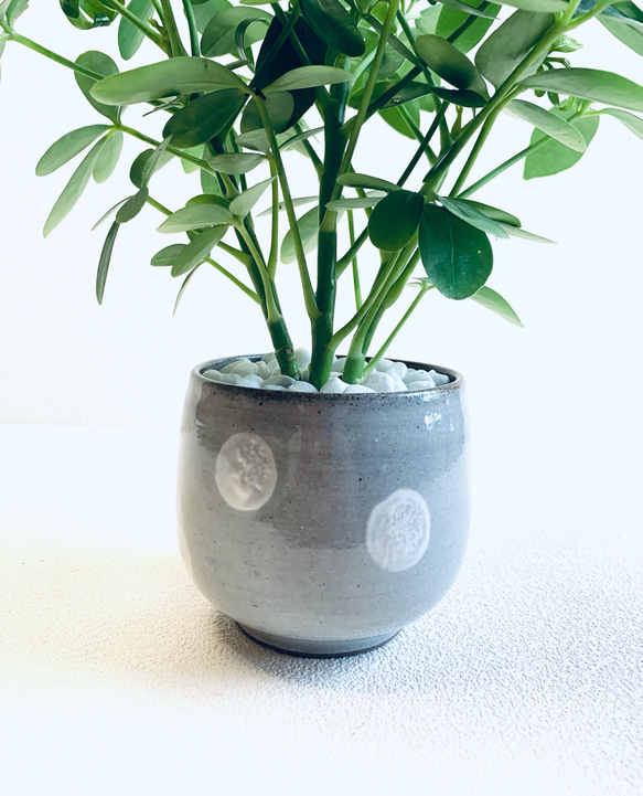 ハイドロカルチャー　カポック　小石原焼　水玉　ドット　陶器　観葉植物　 8枚目の画像