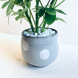 ハイドロカルチャー　カポック　小石原焼　水玉　ドット　陶器　観葉植物　 6枚目の画像