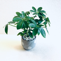 ハイドロカルチャー　カポック　小石原焼　水玉　ドット　陶器　観葉植物　 5枚目の画像