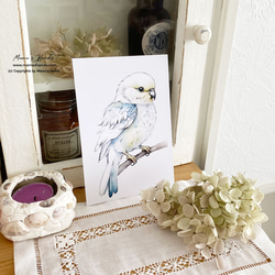 小鳥 アルパカ うさぎ 水彩画 イラスト アート ３枚 ハガキ ポストカード セット ♪ 3枚目の画像