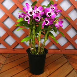 英国製　HERON CROSS 大鉢.花入　東H5-0911③ Heron Cross Pottery - Etsy