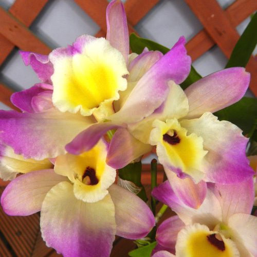 ☆ENGEI ichioki☆デンドロビュウム「ムーンマーメイド」鉢花◇育て