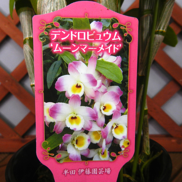 ★ENGEI ichioki★デンドロビュウム「ムーンマーメイド」鉢花◆育てやすい蘭鉢です◆ 5枚目の画像