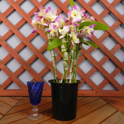 ★ENGEI ichioki★デンドロビュウム「ムーンマーメイド」鉢花◆育てやすい蘭鉢です◆ 6枚目の画像