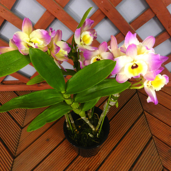 ★ENGEI ichioki★デンドロビュウム「ムーンマーメイド」鉢花◆育てやすい蘭鉢です◆ 10枚目の画像