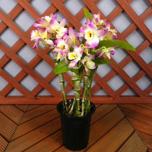 ☆ENGEI ichioki☆デンドロビュウム「ムーンマーメイド」鉢花◇育て