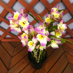 ★ENGEI ichioki★デンドロビュウム「ムーンマーメイド」鉢花◆育てやすい蘭鉢です◆ 7枚目の画像
