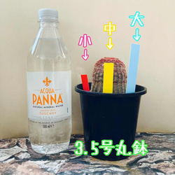 ラインラベル 中 サーモンピンク 500枚 園芸カラーラベル 多肉植物 エケベリア 2枚目の画像