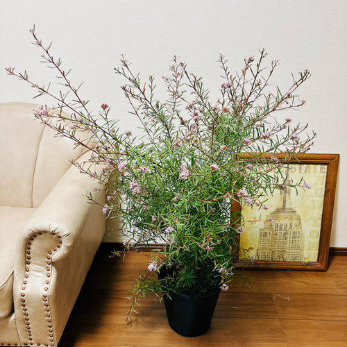 現品］3番 グレビレア ハニージョー 8号 観葉植物 大型 屋外