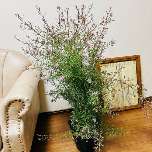 現品］3番 グレビレア ハニージョー 8号 観葉植物 大型 屋外