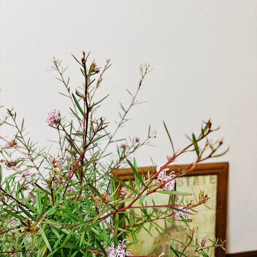 現品］3番 グレビレア ハニージョー 8号 観葉植物 大型 屋外 オージー