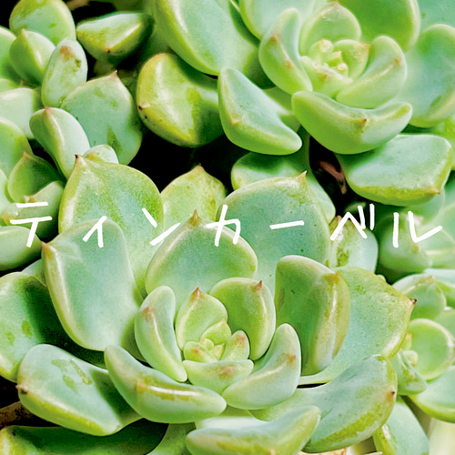 記念SALE!!お得な選べる2苗セット割！(多肉植物 韓国苗 エケベリア 