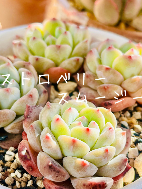 SALE!!お得な選べる2苗セット割！(多肉植物 韓国苗 エケベリア 園芸) 5枚目の画像