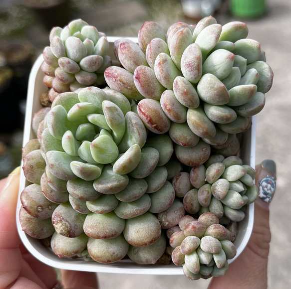 SOLD ビーンスプラウト 群生 厳選韓国苗 多肉 抜き苗 ネームタグ付き