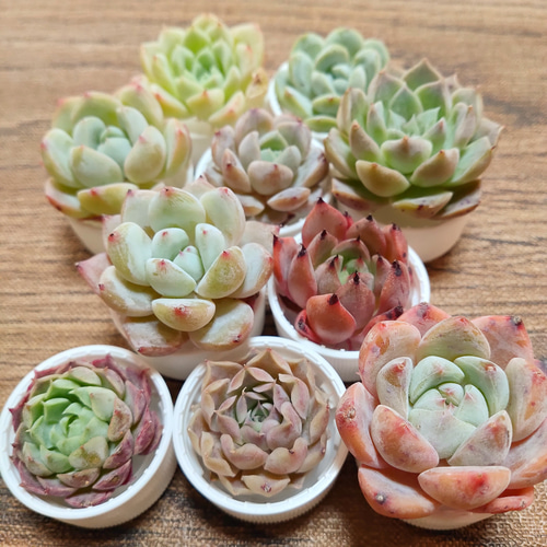 多肉植物10苗セット