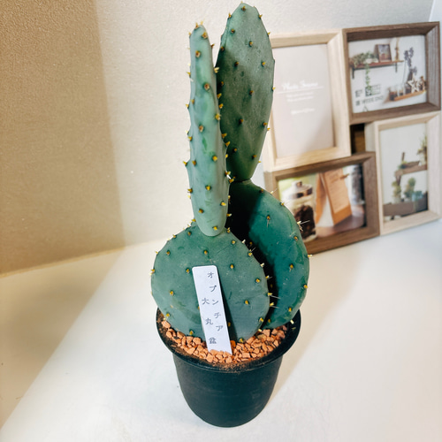現品］2番 サボテン 大丸盆 3号 観葉植物 多肉植物 かわいい