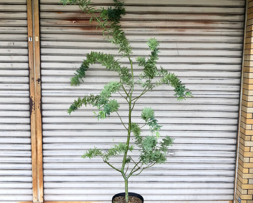 1c87d893cf361ee77747b1e7194b14