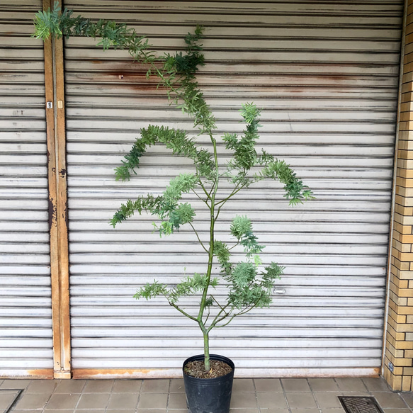 ミモザアカシア特大品現地引き取りor 配達品