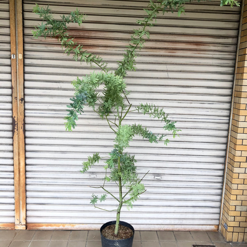 現品 幹極太 樹形良好 ミモザ アカシア その他インテリア雑貨 PLANTS