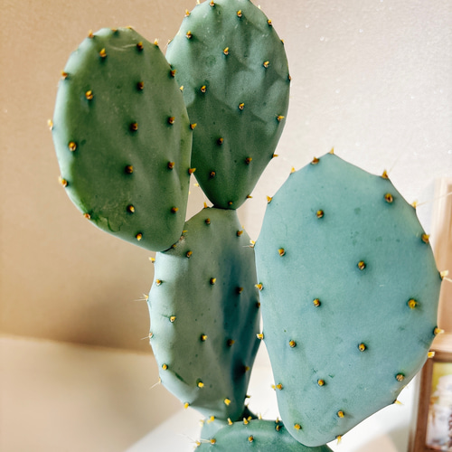 現品］3番 サボテン 大丸盆 3号 観葉植物 多肉植物 かわいい