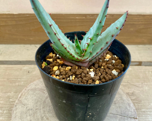 2f6818495db4f2920b908f6af93312