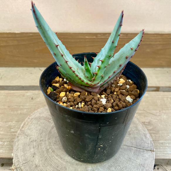 多肉植物 サボテン アロエ フェロックス 多肉植物 plant life 通販