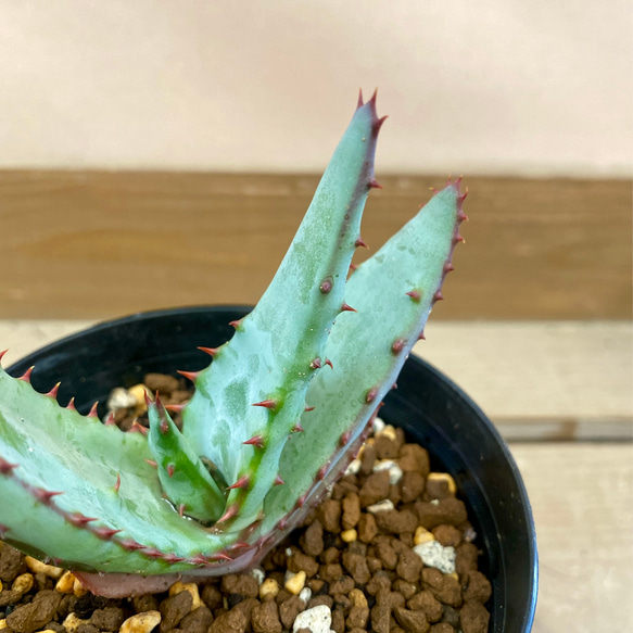 多肉植物 サボテン アロエ　フェロックス 3枚目の画像