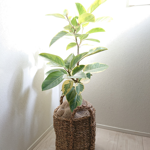 ○数量限定○新作○ ※厳選樹形 ゴムの木 大きめ ”フィカス・アルテシマ