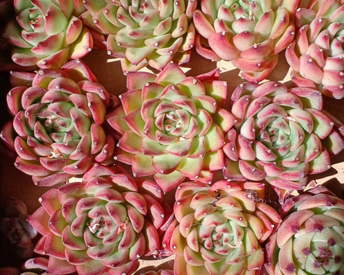 【新作】エケべリア　韓国苗　ブラックチェリー 大苗　多肉植物 多肉植物 Aeonium ブラックチェリー 新入荷 るる農園 : るる農園