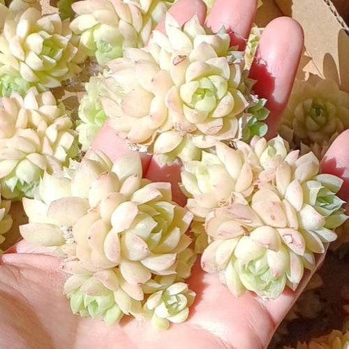 ステキ‼️ 多肉植物(韓国苗) エケベリア白月影(多頭)❣️ カット