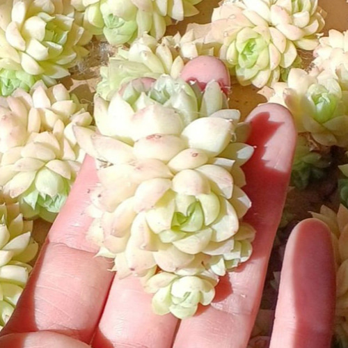 ステキ‼️ 多肉植物(韓国苗) エケベリア白月影(多頭)❣️ カット