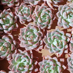 レア‼️ 多肉植物(韓国苗) エケベリア 雪顔❣️ カット苗✨ 多肉植物