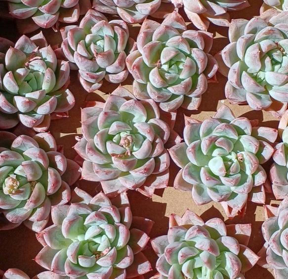 レア‼️ 多肉植物(韓国苗) エケベリア 雪顔❣️ カット苗✨ 多肉植物