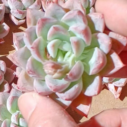 レア‼️　多肉植物(韓国苗)　エケベリア　雪顔❣️　カット苗✨ 3枚目の画像