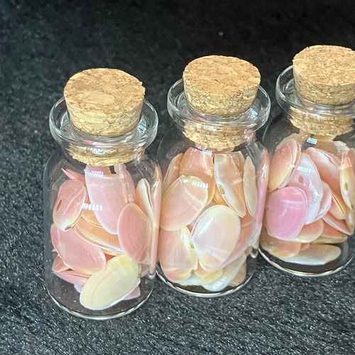 さくら貝 桜色 小瓶入り 合貝 その他インテリア雑貨 blowmam