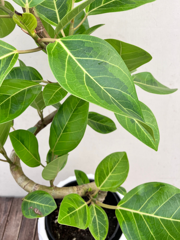 フィカス＊アルテシーマ＊オシャレな陶器鉢＊人気の観葉植物＊ 8枚目の画像