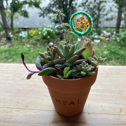 素焼き鉢の多肉寄せ植え 手作りドリームキャッチャー付き 送料無料 鉢