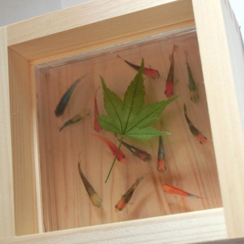 めだか メダカ アート 紅葉 プリザーブドフラワー 金魚 桧 木製