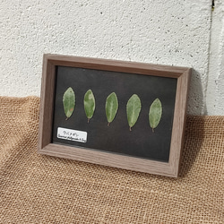 植物標本【ウバメガシ/広葉樹】押し葉標本のインテリアパネル ブラック ポストカードサイズ 1枚目の画像