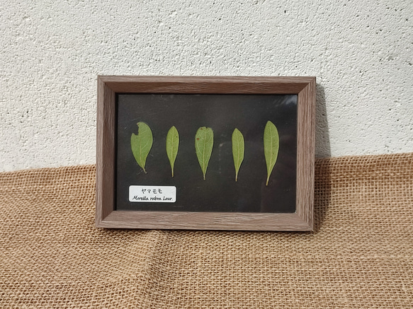植物標本【ヤマモモ/広葉樹】押し葉標本のインテリアパネル ブラック ポストカードサイズ 2枚目の画像