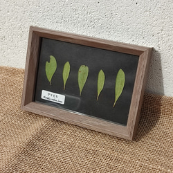 植物標本【ヤマモモ/広葉樹】押し葉標本のインテリアパネル ブラック ポストカードサイズ 1枚目の画像