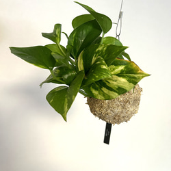 空飛ぶ植物 ☆彡 苔玉ハンギンググリーン ポトス　観葉植物 1枚目の画像