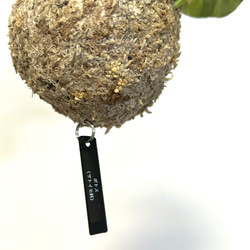 空飛ぶ植物 ☆彡 苔玉ハンギンググリーン ポトス　観葉植物 3枚目の画像